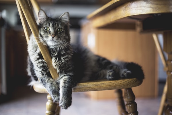 家庭收养猫的场景