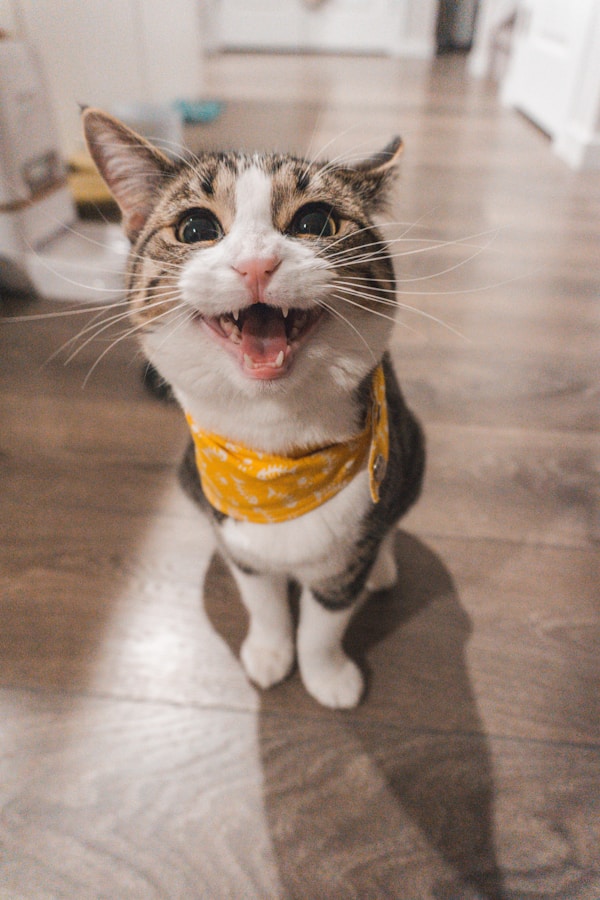 猫咪玩耍时的活泼瞬间