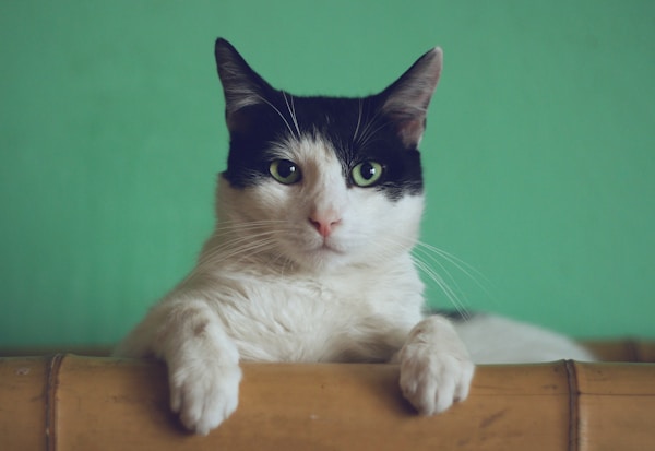 可爱猫咪趴在沙发上